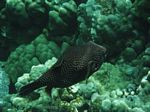Snorkeling at Cpt Cook Monument
